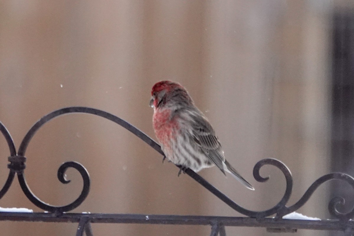 Burugorri arrunta - ML646767267