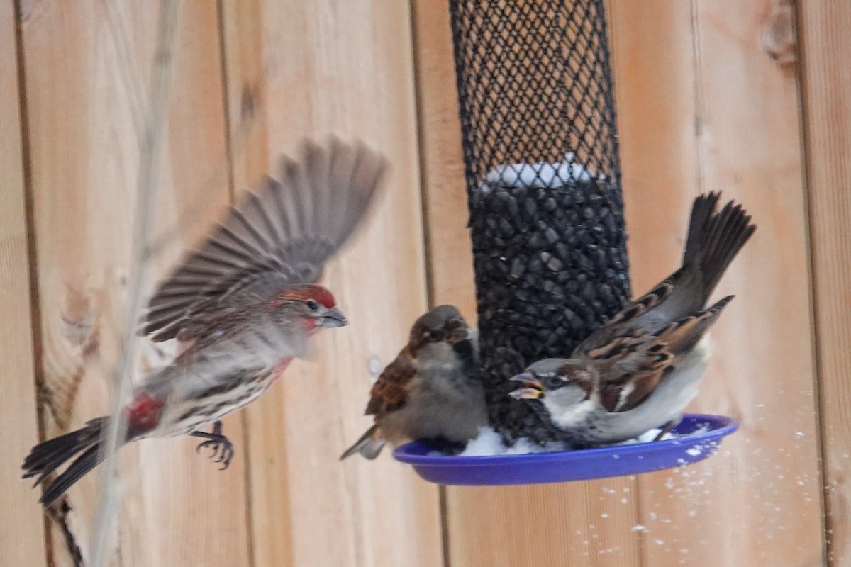 House Finch - ML646767268