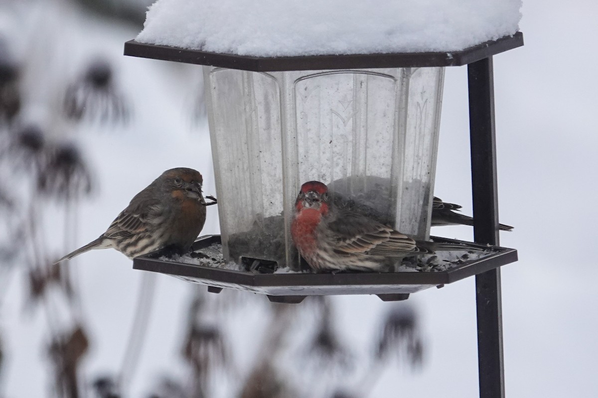 Burugorri arrunta - ML646767269