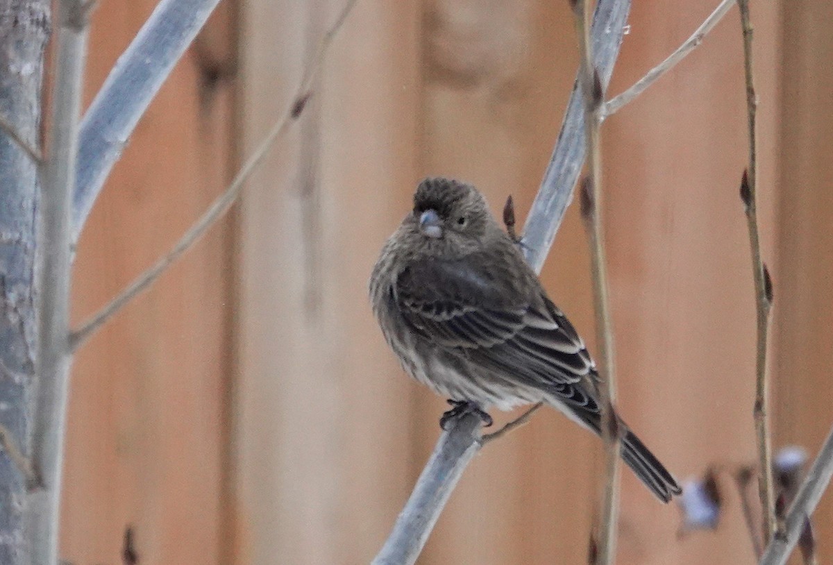 Burugorri arrunta - ML646767270