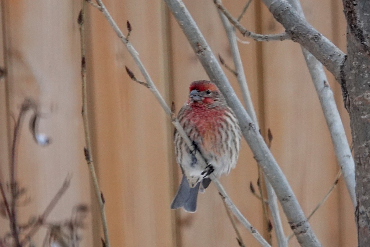 Burugorri arrunta - ML646767271