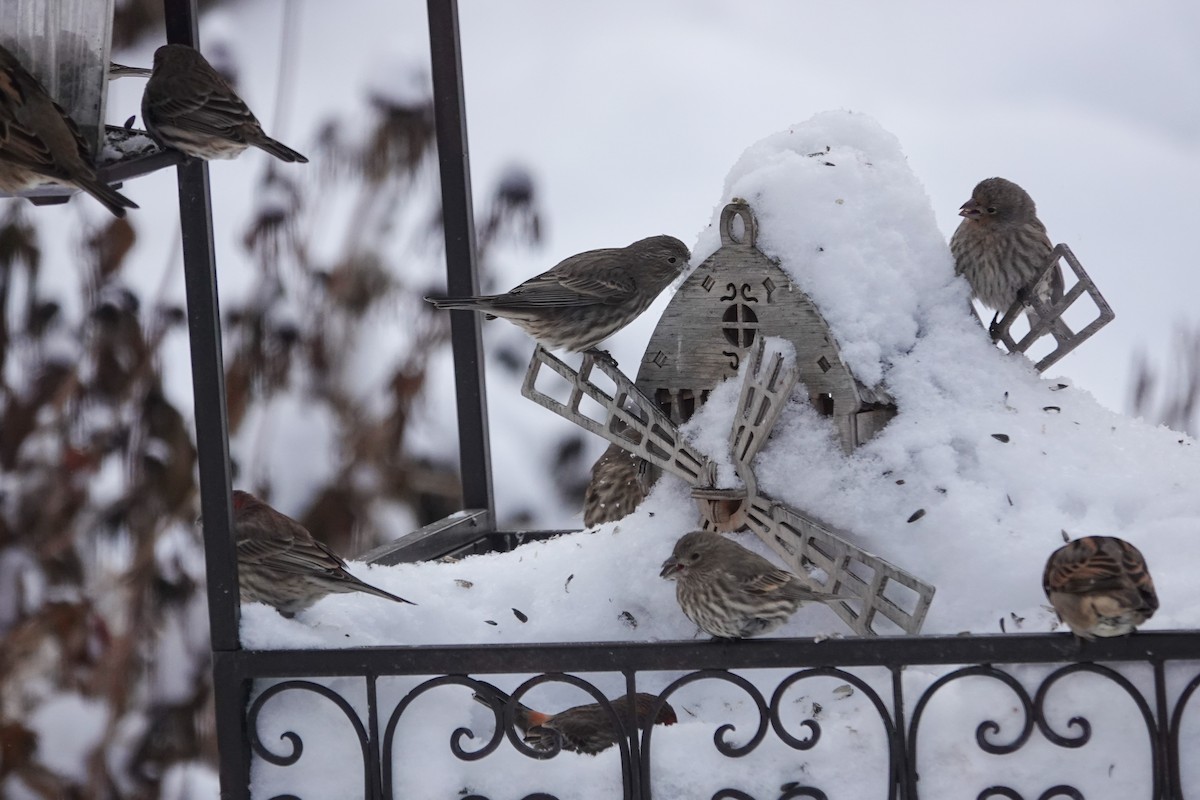 House Finch - ML646767272