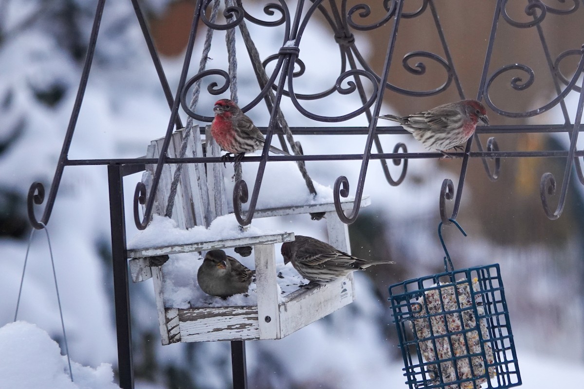 House Finch - ML646767273