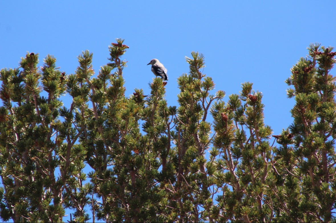 Clark's Nutcracker - ML646767275