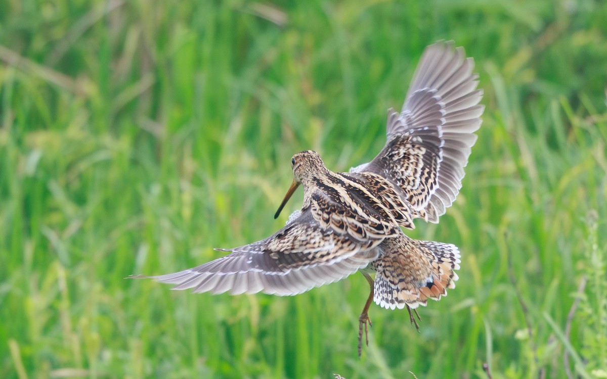 中地鷸 - ML646767277