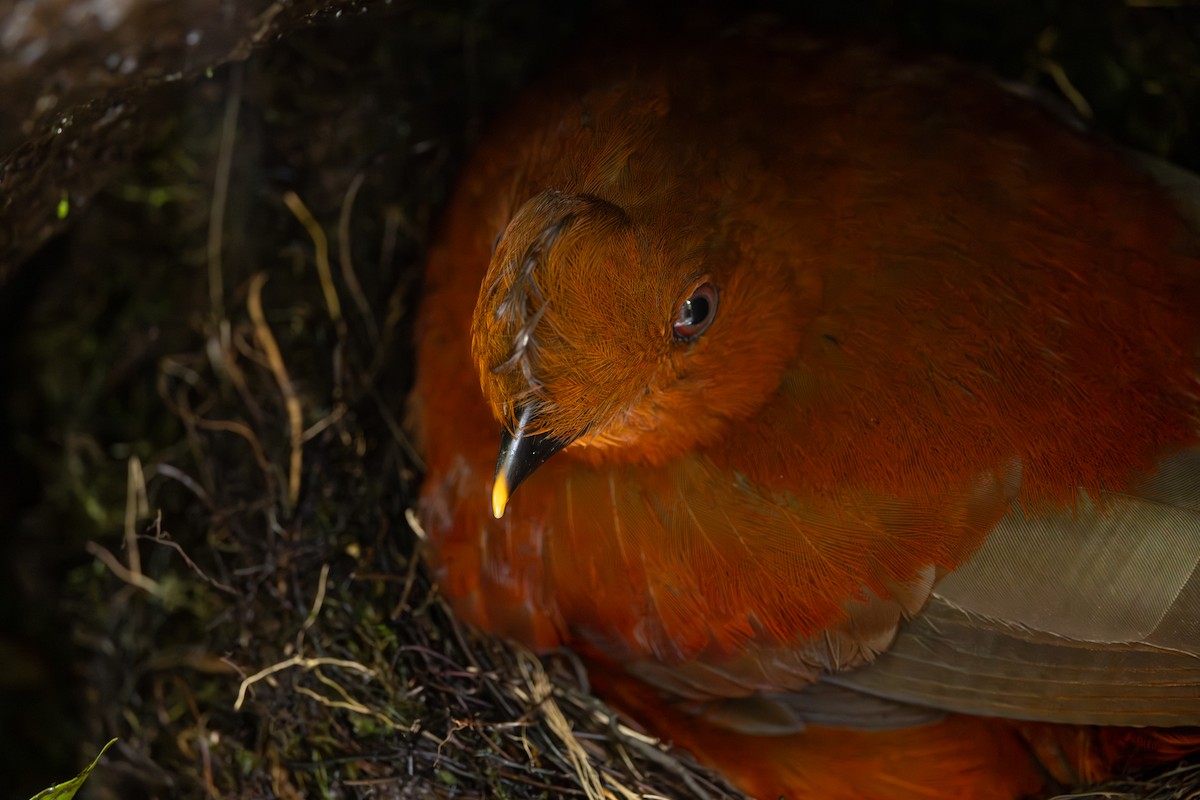 Andean Cock-of-the-rock - ML646767278