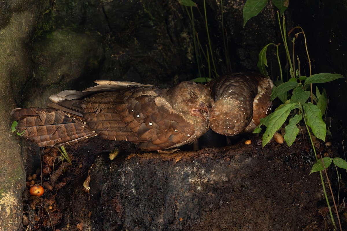 Oilbird - ML646767279