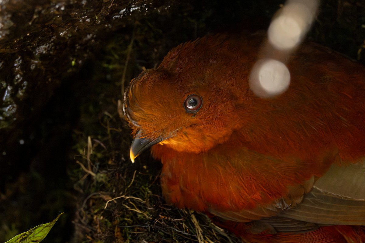 Andean Cock-of-the-rock - ML646767280