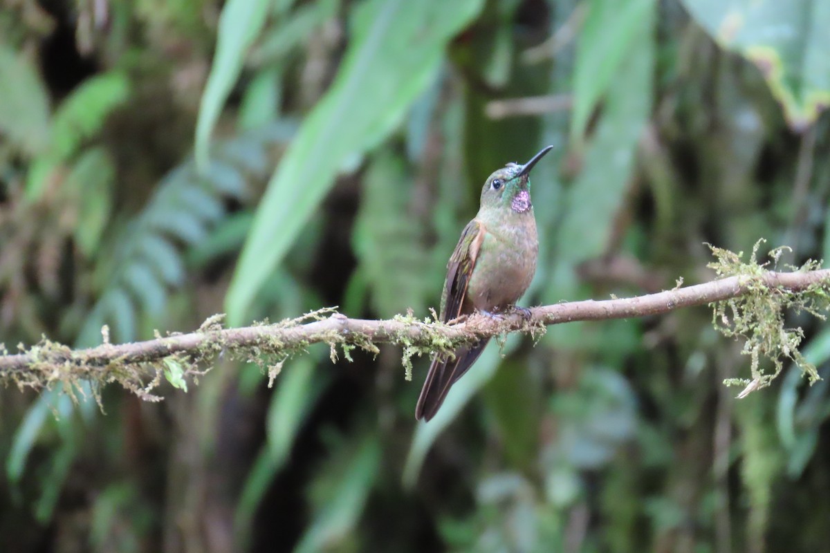 Fawn-breasted Brilliant - ML646767282
