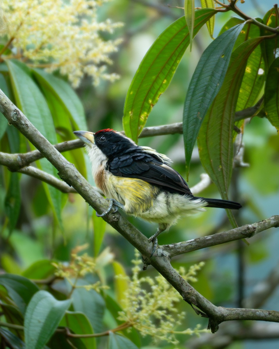 White-mantled Barbet - ML646767283