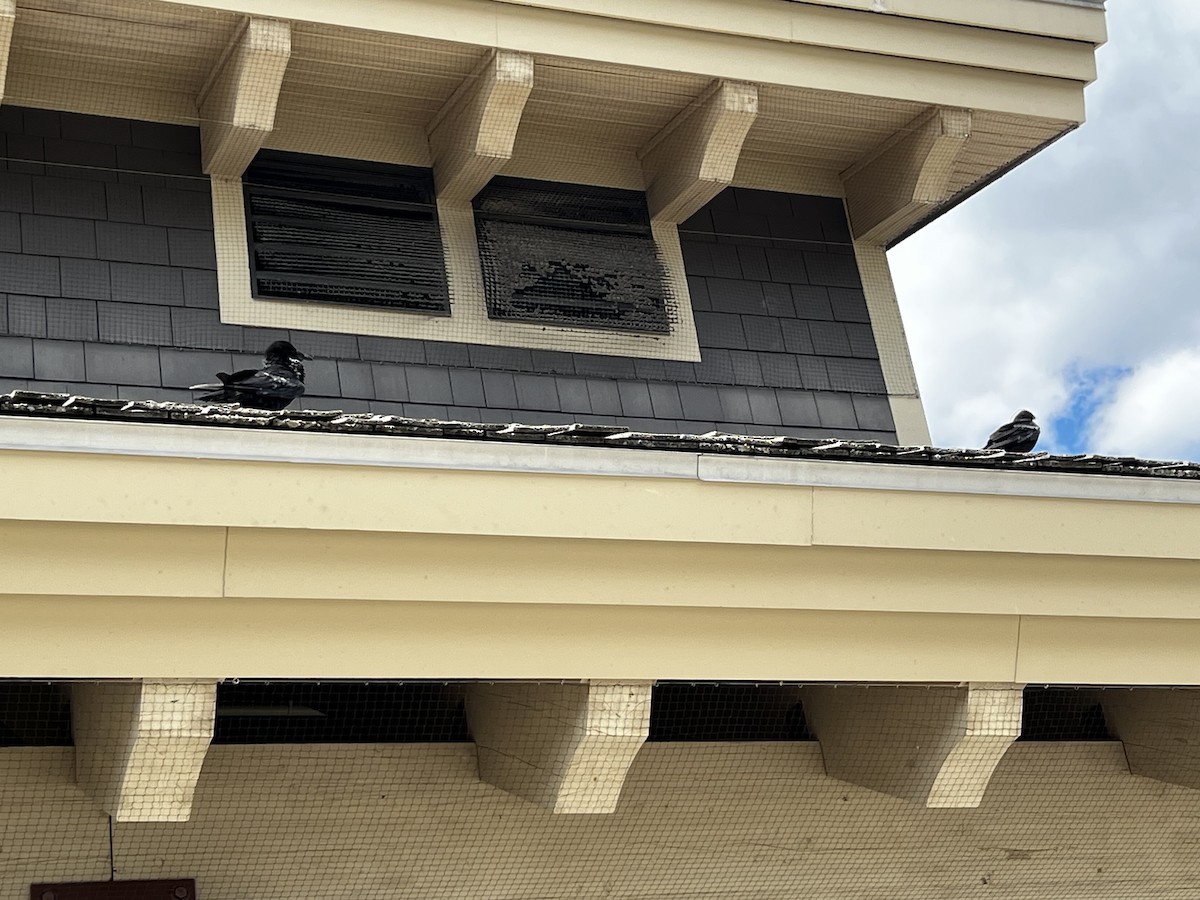 Common Raven - ML646767285