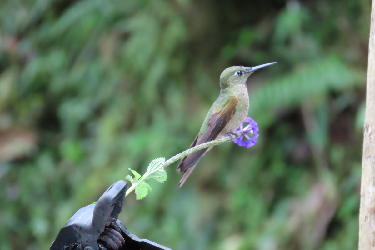 Fawn-breasted Brilliant - ML646767286