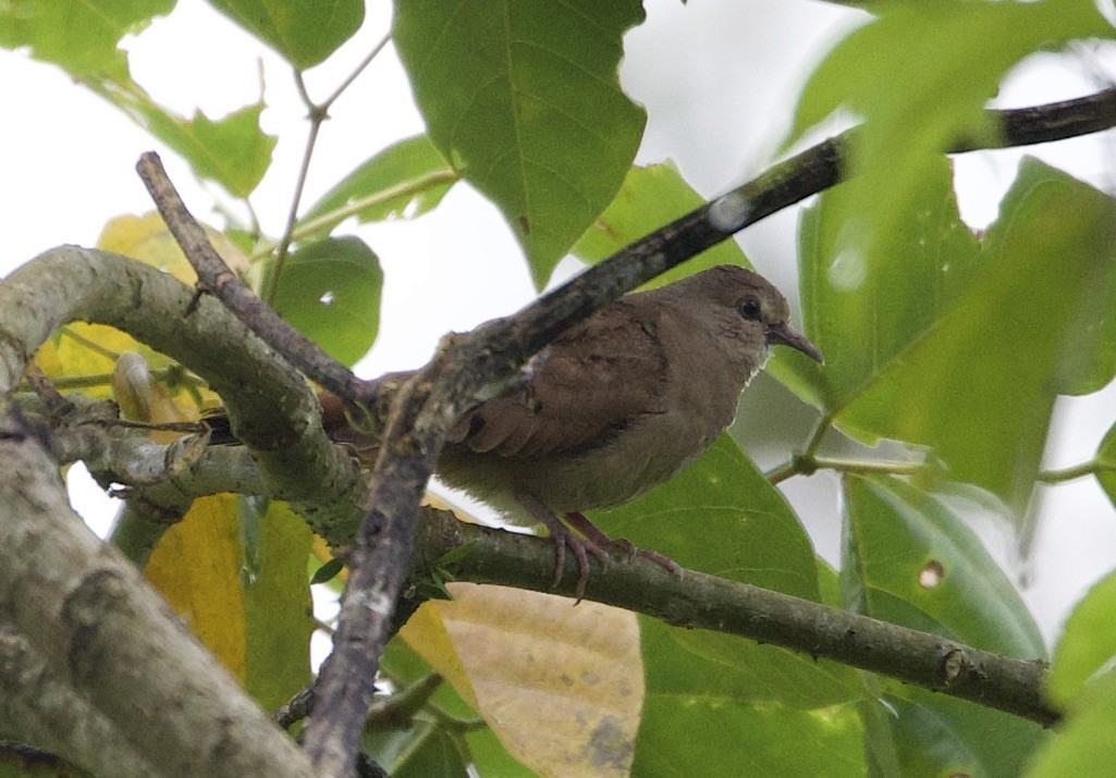 Ruddy Ground Dove - ML646767287