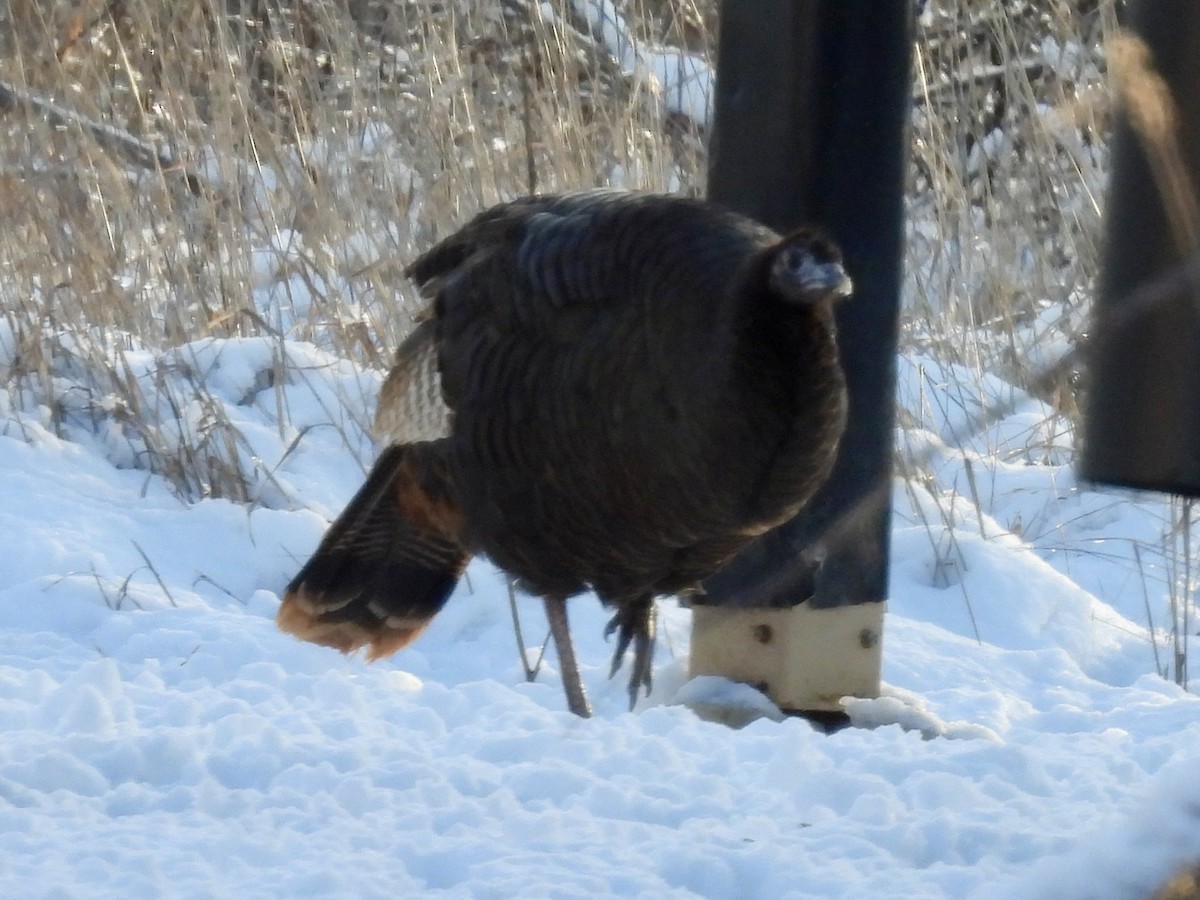 Wild Turkey - ML646767288