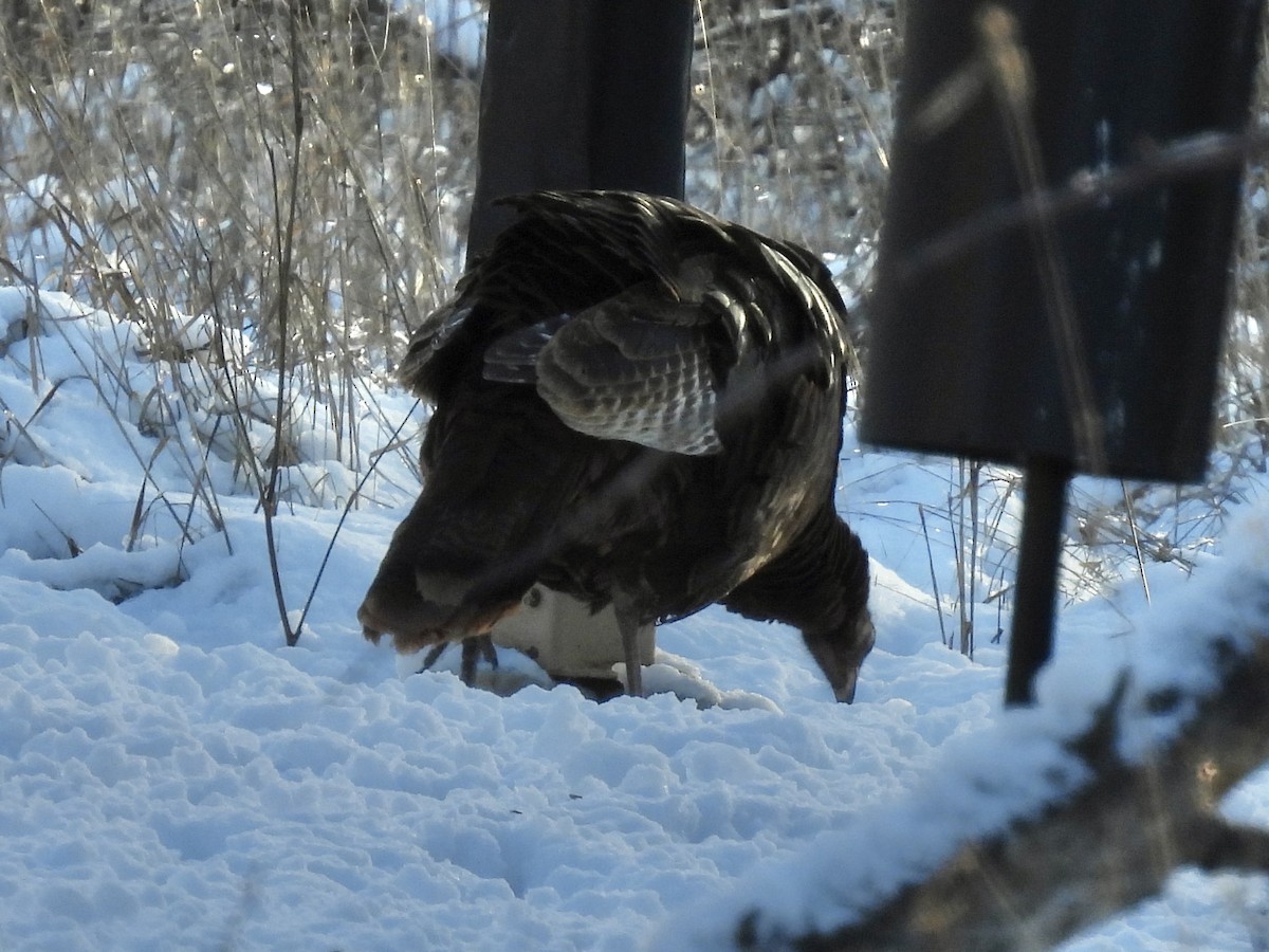 Wild Turkey - ML646767289