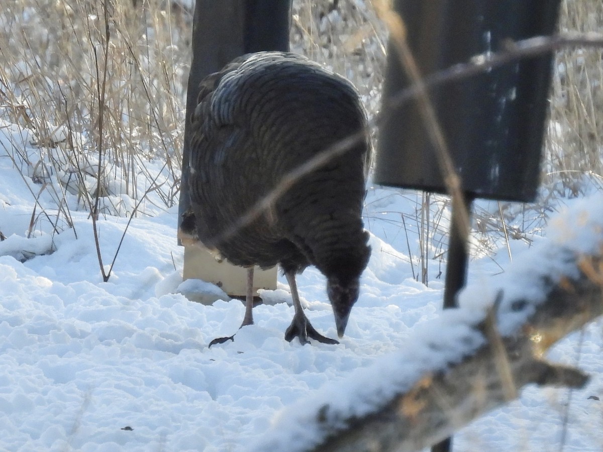 Wild Turkey - ML646767290