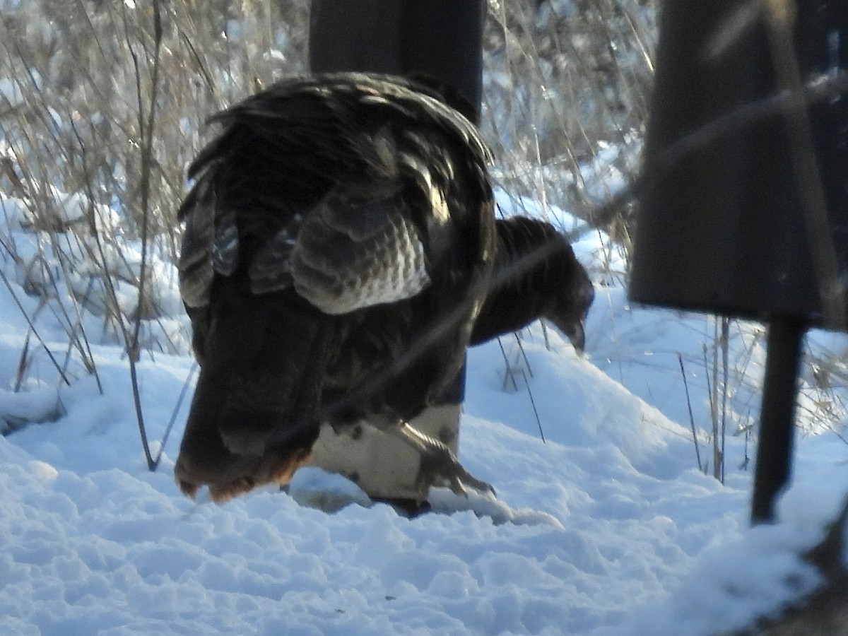 Wild Turkey - ML646767291