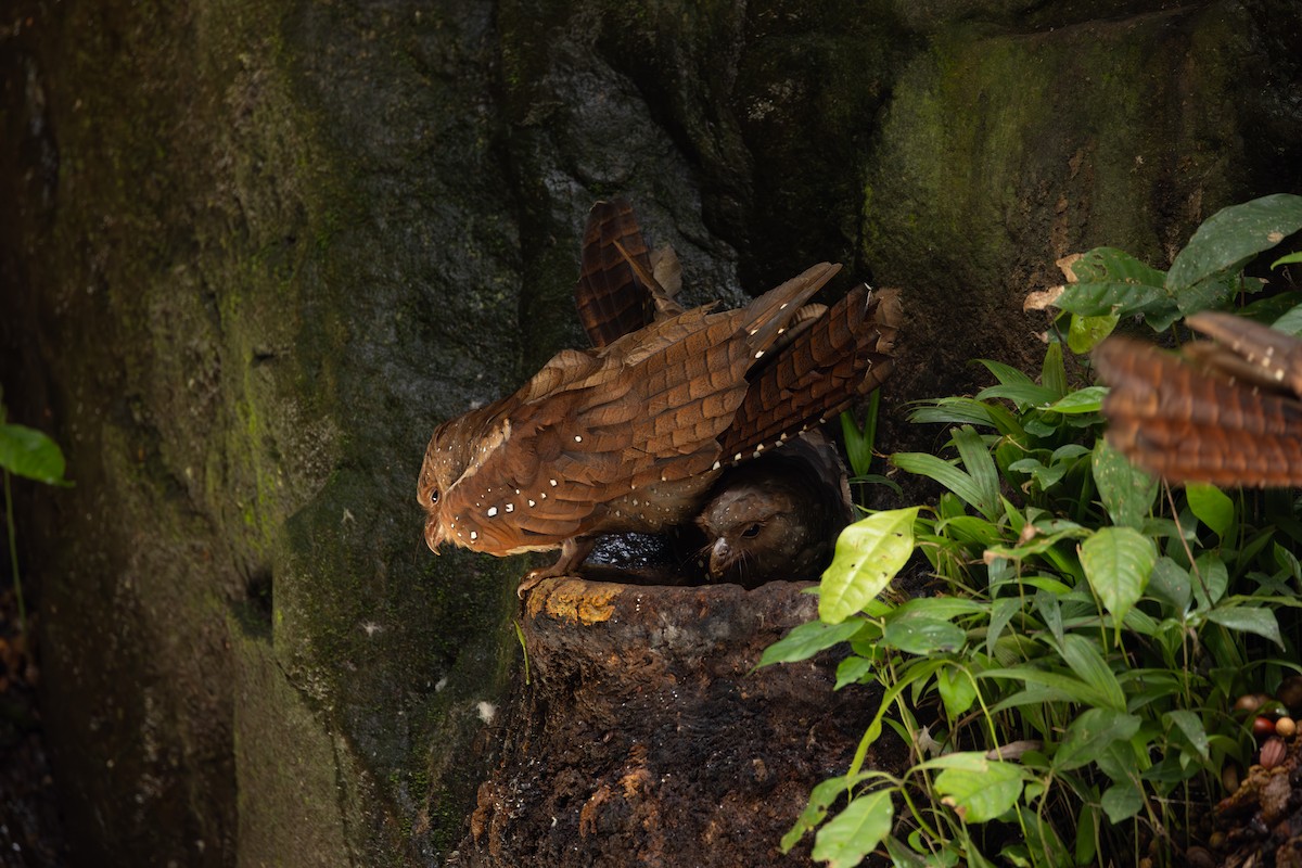 Oilbird - ML646767293