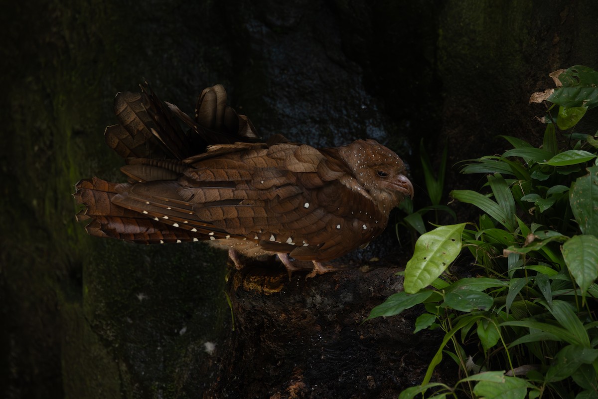 Oilbird - ML646767294