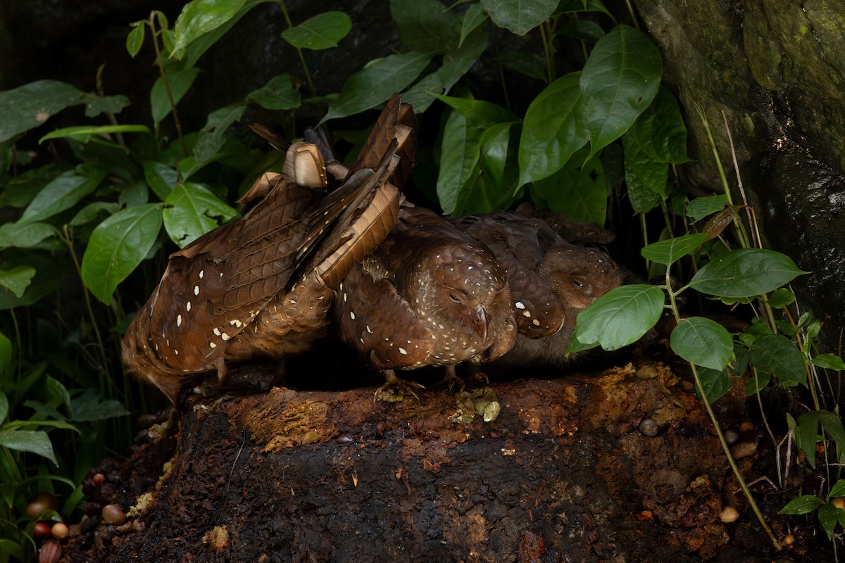 Oilbird - ML646767295