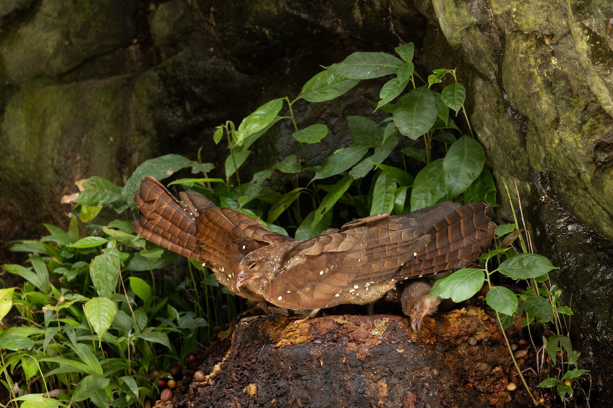 Oilbird - ML646767296