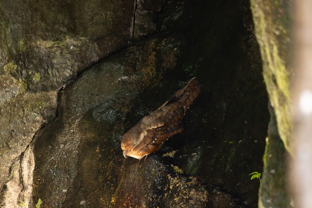 Oilbird - ML646767297