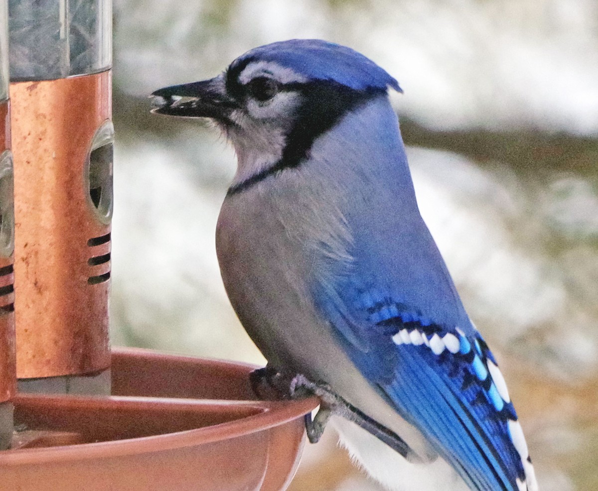 Blue Jay - ML646767298