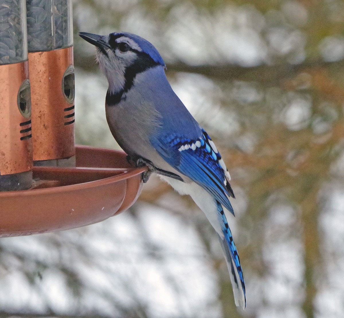 Blue Jay - ML646767299