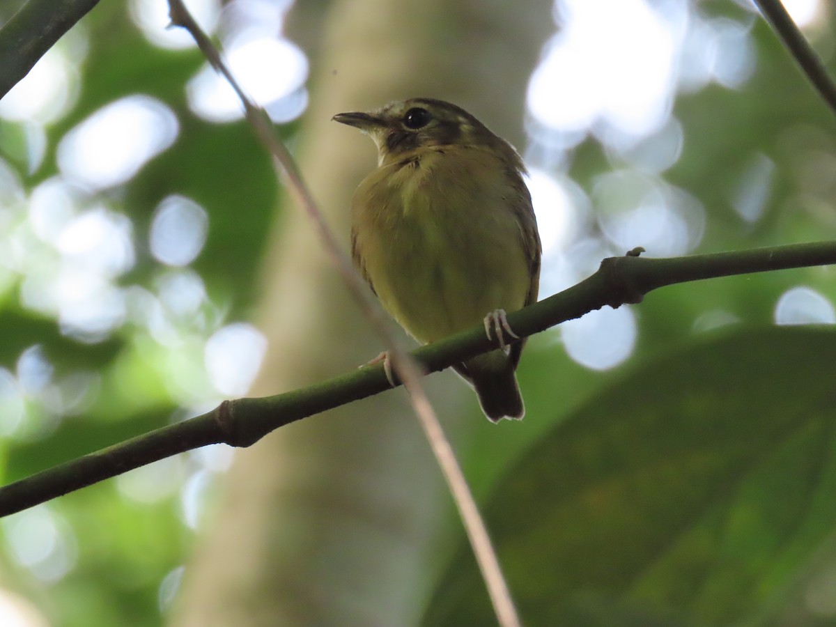Stub-tailed Spadebill - ML646767301