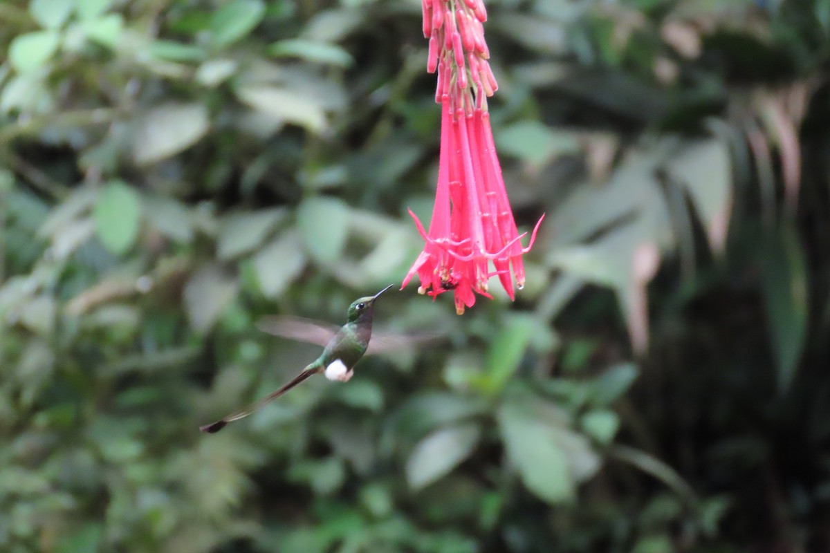 White-booted Racket-tail - ML646767302