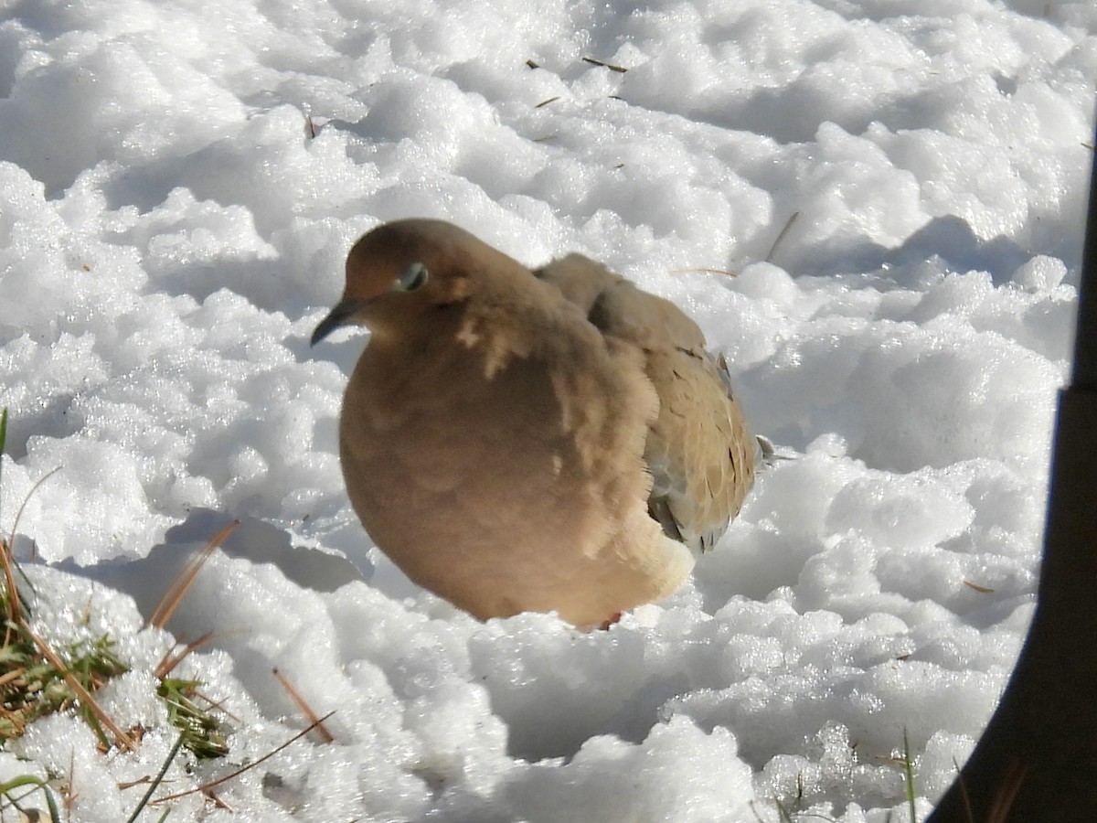 Mourning Dove - ML646767303