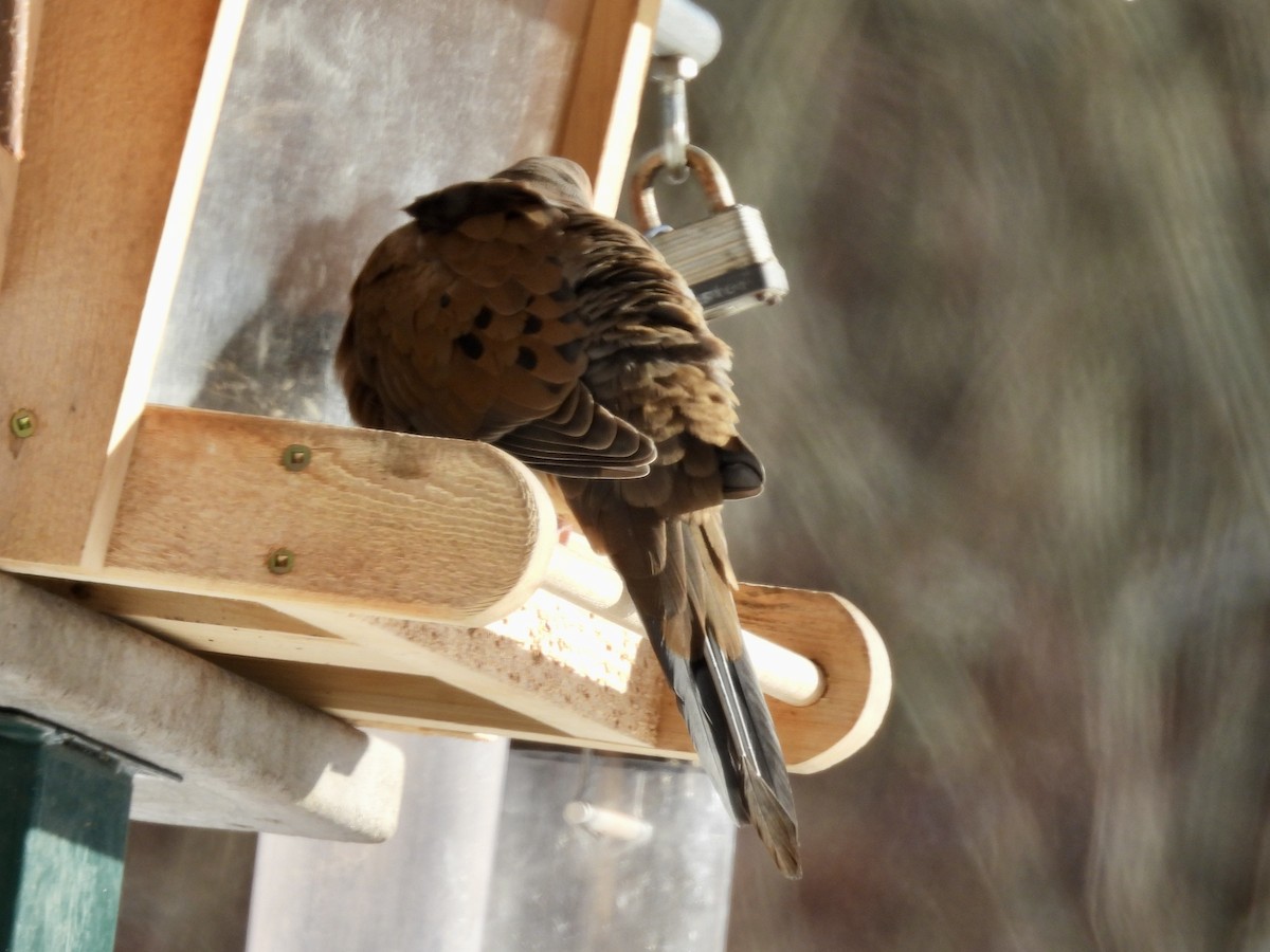 Mourning Dove - ML646767304