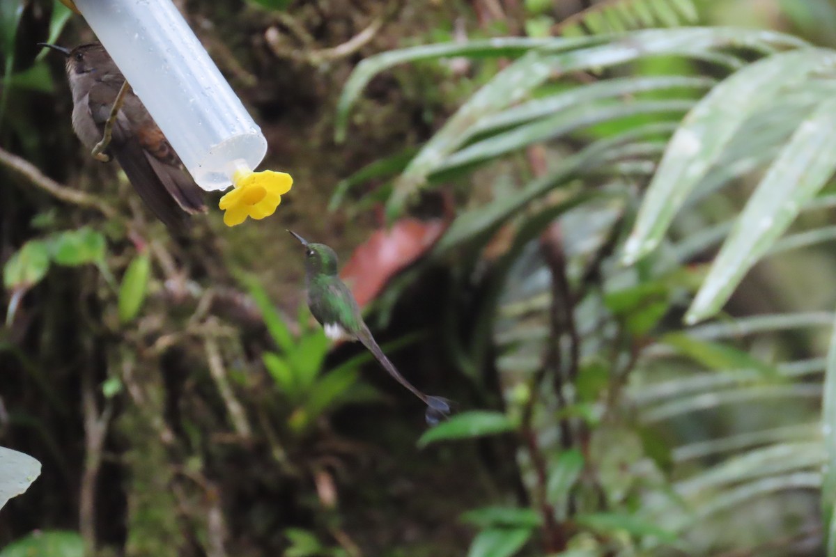 vimpelkolibri - ML646767305