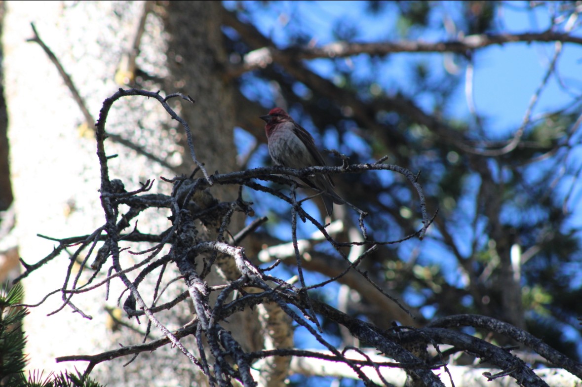 Cassin's Finch - ML646767306