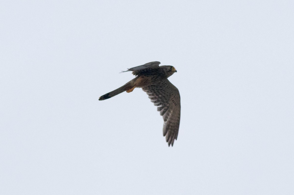 Eurasian Kestrel - ML646767307