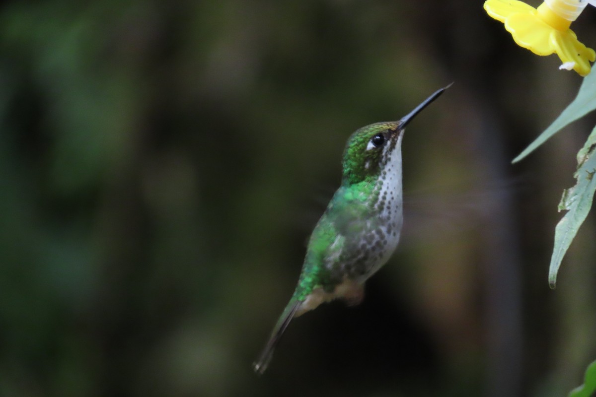 vimpelkolibri - ML646767308