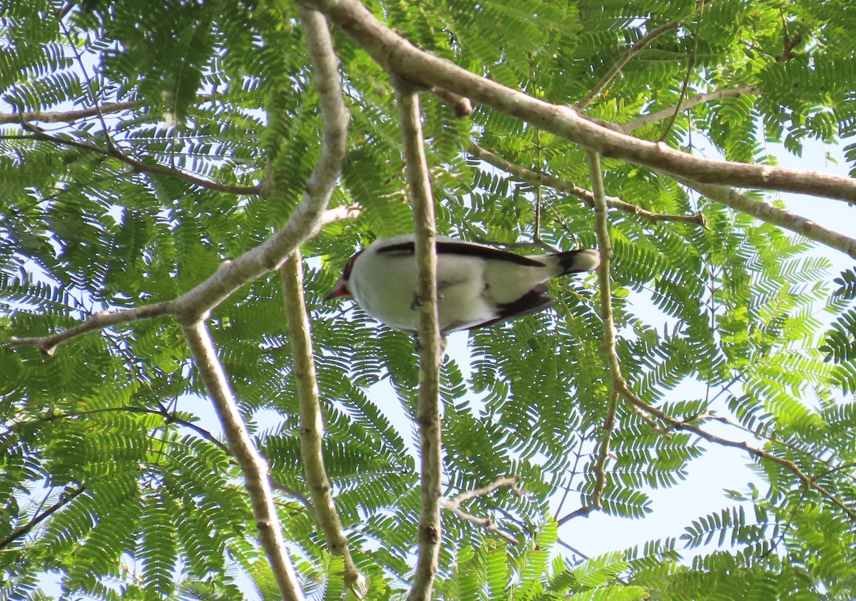 Maskeli Titira - ML646767309