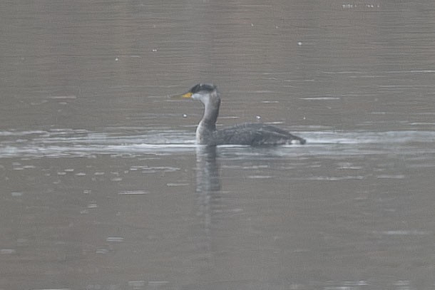 Somormujo Cuellirrojo - ML646767310