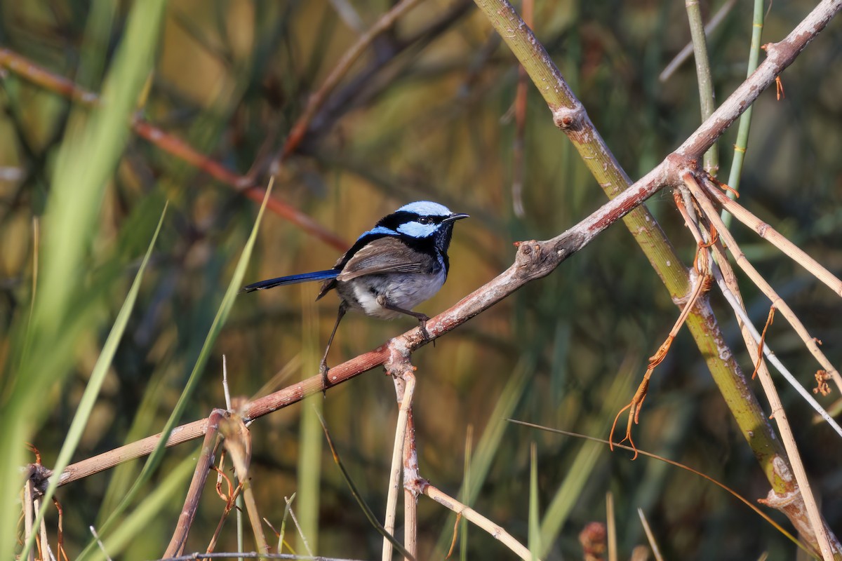Superb Fairywren - ML646767312
