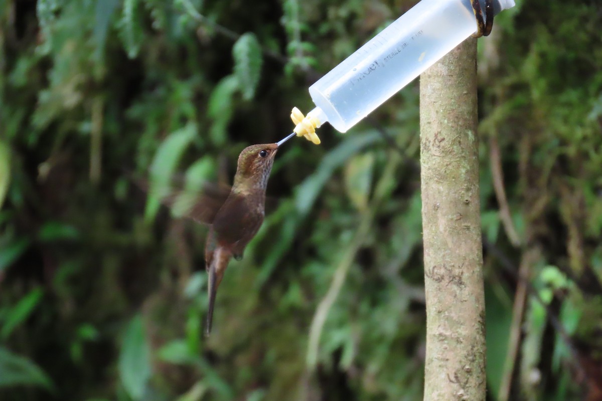 bronseinka - ML646767313