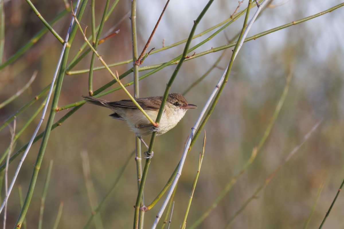 Australian Reed Warbler - ML646767314
