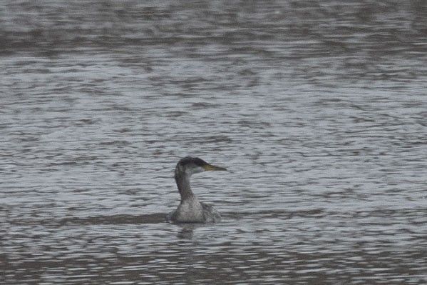 Somormujo Cuellirrojo - ML646767315