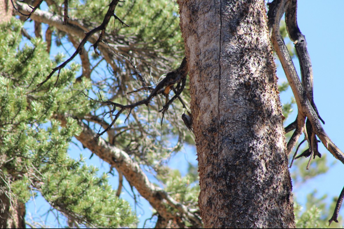Brown Creeper - ML646767317