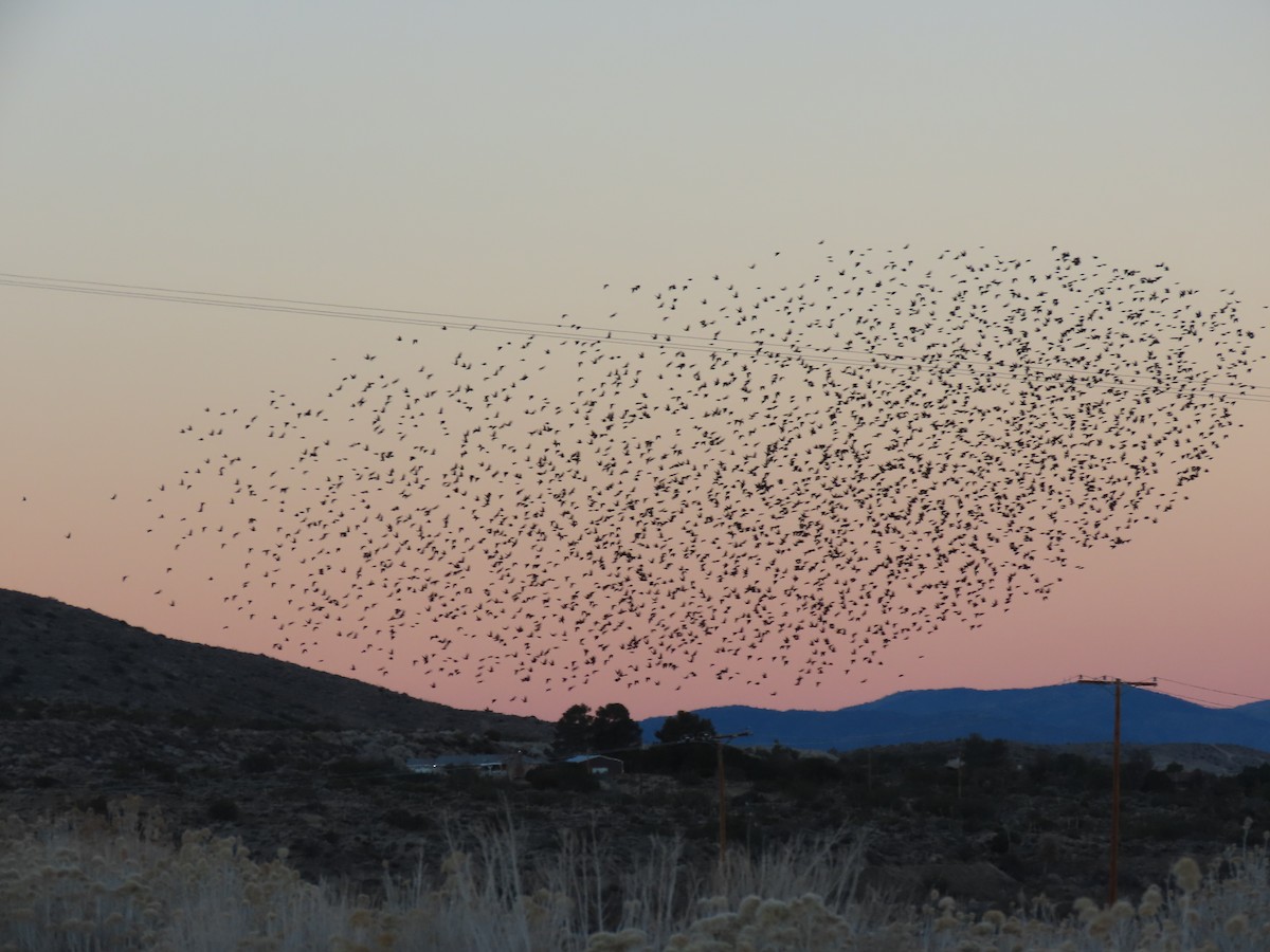 Обыкновенный скворец - ML646767318
