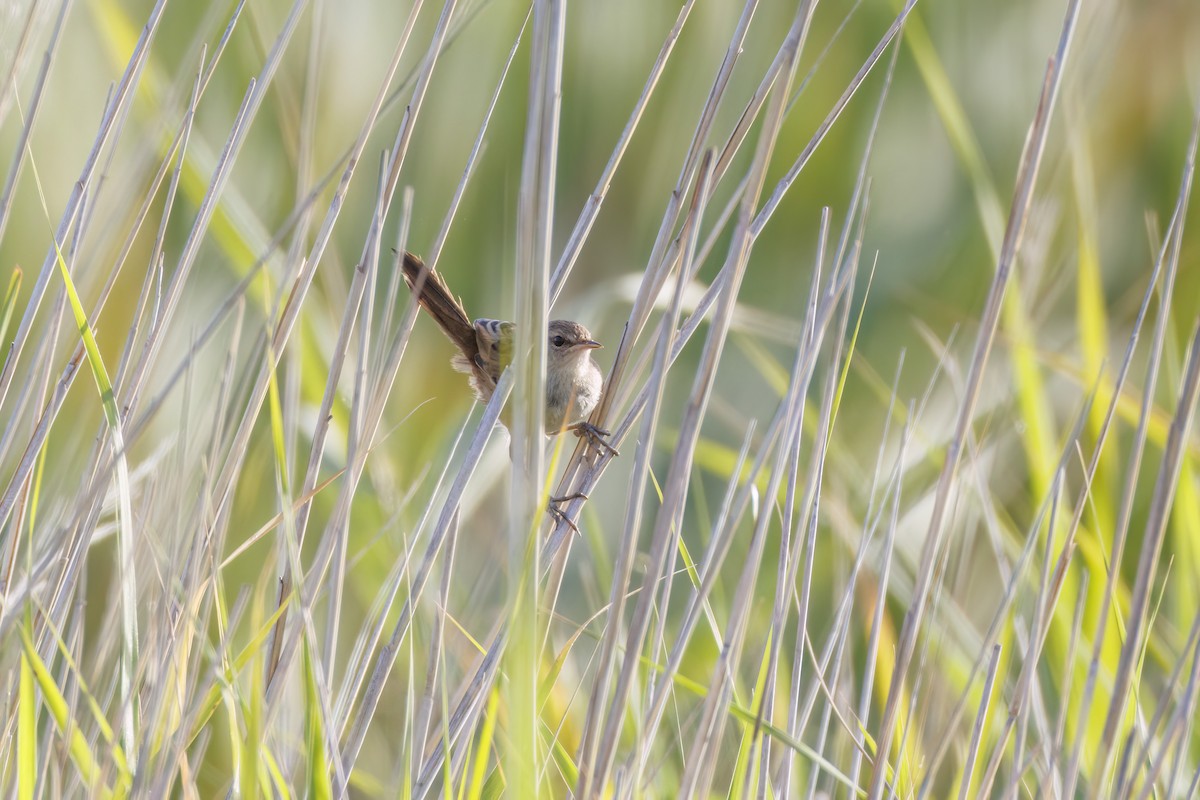 Little Grassbird - ML646767319