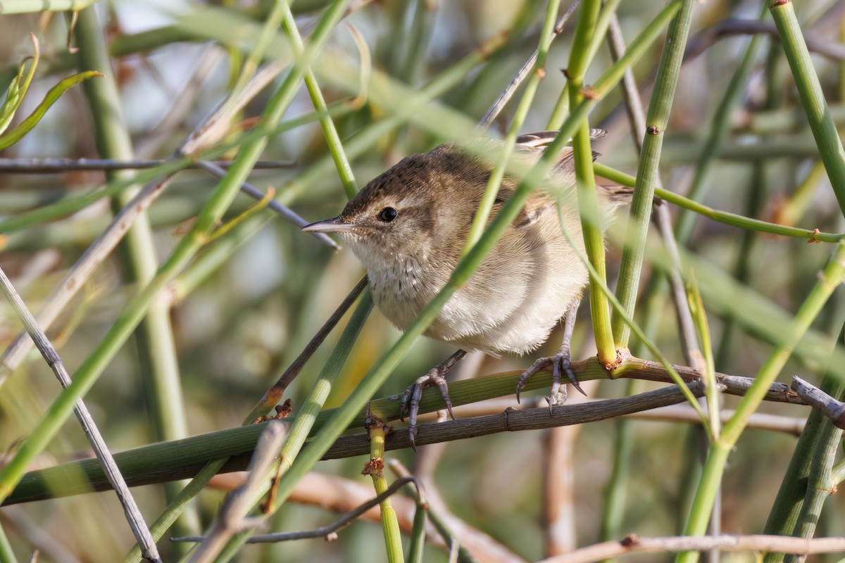 Little Grassbird - ML646767320