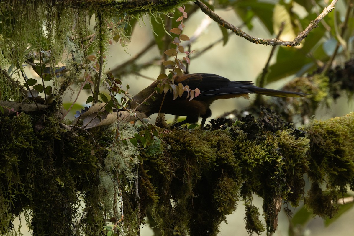 Russet-backed Oropendola - ML646767321