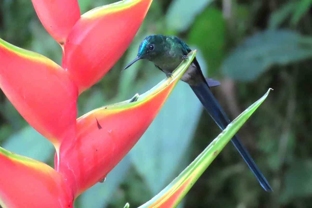 andessylfe - ML646767329