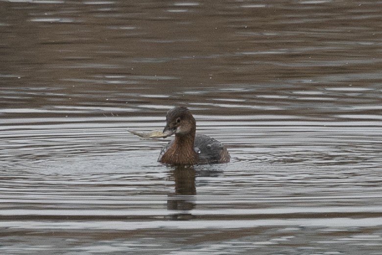Пестроклювая поганка - ML646767330