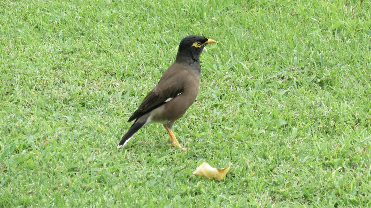 Miná Común - ML646767332